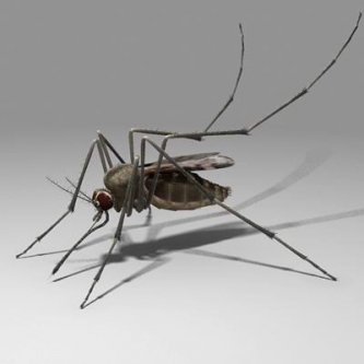 die, die, die my insects